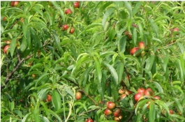 中油16号油桃一斤多少钱，中油13号油桃