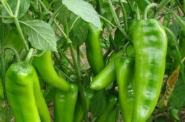 二荆条辣椒苗的价格是多少，二荆条辣椒苗如何培育