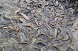 清远鸡一斤多少钱，清远鸡价格多少钱一斤