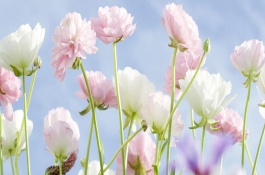 五星花的产地在哪里，五星花产地在哪