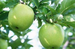 中秋王苹果苗在哪里卖，中秋王苹果品种特点