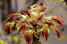 谷雨各地的习俗是什么，谷雨是二十四节气的第六个节气