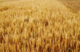 航麦501品种介绍，小麦怎么收割