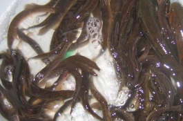 有哪些优质泥鳅品种