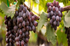 葡萄萌芽期施什么肥，葡萄萌芽及新梢生长期施肥技巧