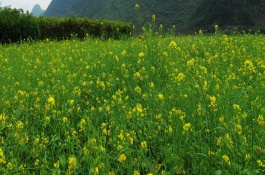 油菜地用什么除草剂，油菜地除草剂的使用方法