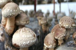 一台食用菌机械多少钱，食用菌机械关键设备有哪些