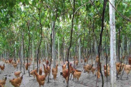 果园养什么赚钱，什么果树适合养殖土鸡