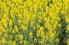 去年的油菜种子今年还可以种吗,油菜立春后还能追肥吗