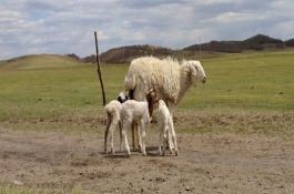 羔羊开口料配方，舍饲强度育肥精料配方