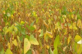 河南高产大豆品种介绍，河南大豆每亩产多少斤