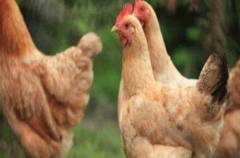 珍珠鸡养殖技术，珍珠鸡最大可以长到多大