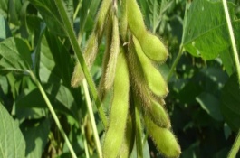 立夏种什么农作物，立夏可种植大豆