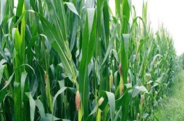 盛玉367玉米品种介绍，盛玉367玉米品种特征特性
