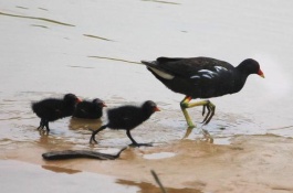 三种蜗牛养殖方法，室内养殖法