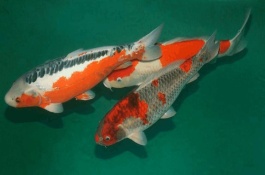 锦鲤在日本的产地在哪里，日本锦鲤有哪些主要品种