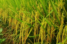 豪两优729品种介绍，豪两优729是籼型两系杂交水稻品种