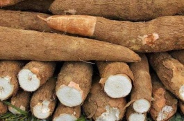 木薯产地在哪里，木薯产地在哪