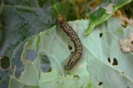 克百威的作用，克百威的使用方法