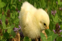 鸡粪的5大新用途，青贮氨化法
