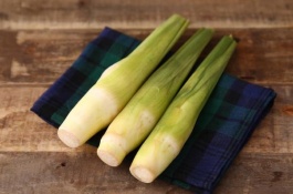 竹种植技术及时间如何