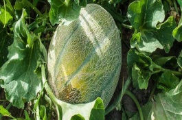 氟啶胺不能与哪些药用，什么是氟啶胺