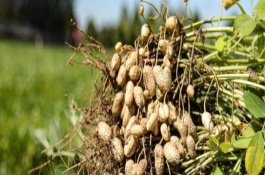 花生肥氮磷钾配方比例，花生什么时候追肥