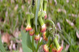 紫藤花有几个品种