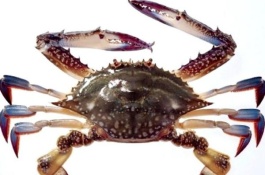 哪里有梭子蟹生产，有哪些螃蟹品种