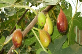 无花果施肥时间和方法,无花果施肥注意事项