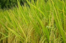 温室里的西红柿一年种几茬，大棚种植西红柿赚钱么