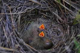 一斤大口黑鲈多少钱，大口黑鲈价格多少钱一斤