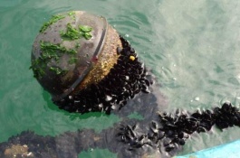 海虹产地在哪里，海虹养殖前景分析