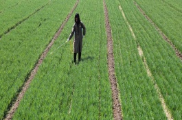 麦地除草剂几度打合适，打除草剂的最佳时间