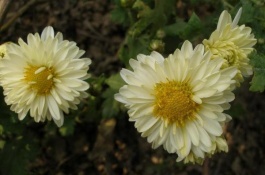 怎样养雏菊才好，雏菊怎么繁殖