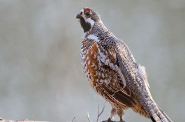 花尾榛鸡可以人工养殖吗，花尾榛鸡养殖怎么办理许可证