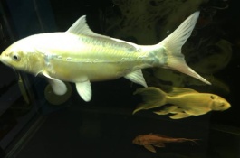 五色锦鲤的产地在哪里，锦鲤的品种有哪些