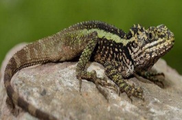 怎样养中国水龙，中国水龙饲养环境