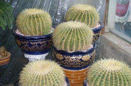 仙人球有哪些常见品种，仙人球有哪些常见品种