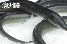 鳗鱼是什么，鳝鱼怎么养