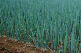 河北省邢台市有哪些特产