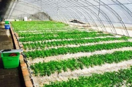 茄子苗多少钱，茄子种植前景分析