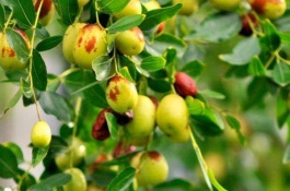 青梅有哪些优良品种，软枝大粒梅