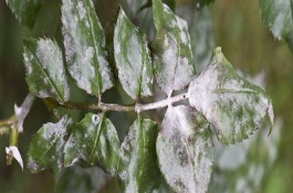 三唑酮的作用，三唑酮的有效使用方法