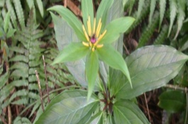 七叶一枝花种子多少钱一斤，七叶一枝花种植利润分析