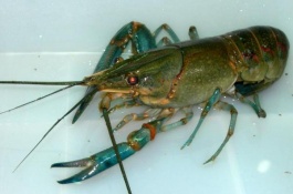 澳洲龙虾养殖技术培训班培训在哪里，哪里有澳洲龙虾养殖技术培训班培训