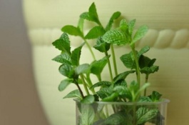 薄荷养殖方法及注意事项，薄荷的养殖方法