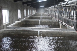 南美白对虾养殖方法