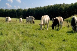 种植胡萝卜的最佳时间是什么时候，胡萝卜种植方法