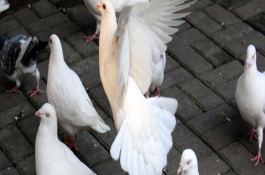 养鸽必须的设备有哪些，养鸽必备的有巢盆